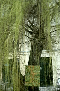 bazazza_under-the-willow-tree_0095